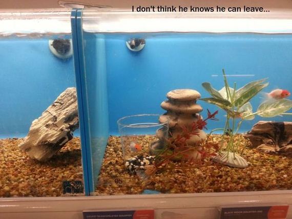 funny-pictures-544