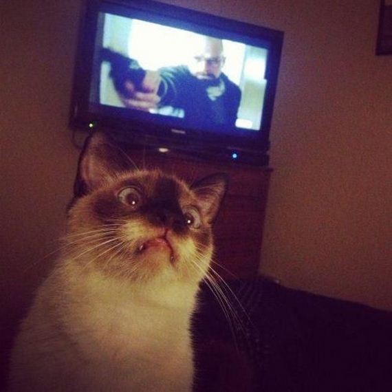funny-pictures-544
