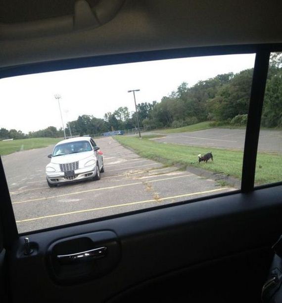 funny-pictures-544
