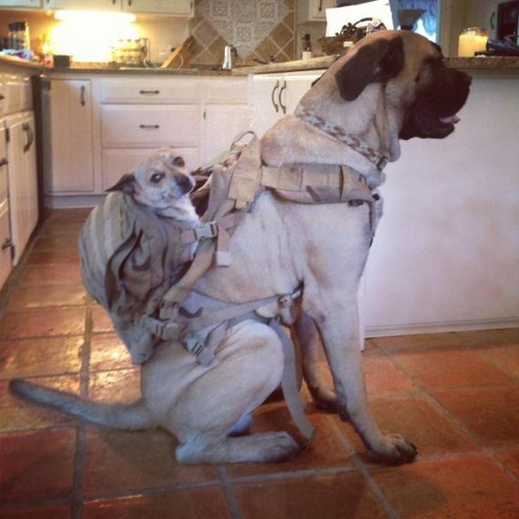 funny-pictures-545