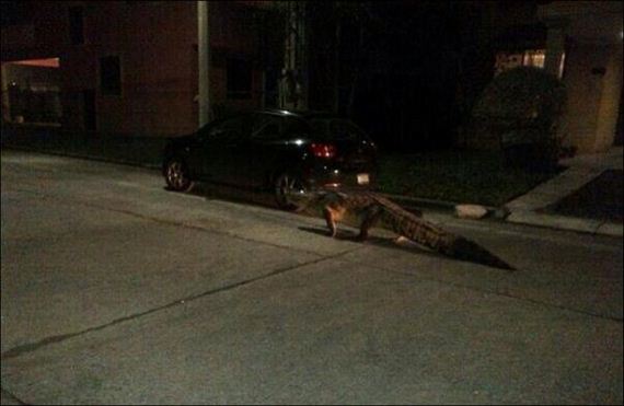 funny-pictures-546