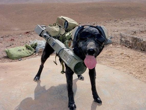 funny-pictures-547