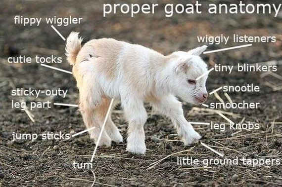 funny-pictures-548