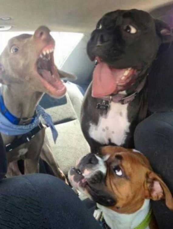 funny-pictures-549