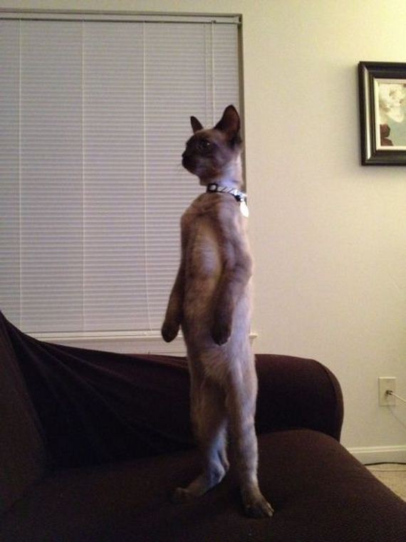 funny-pictures-549