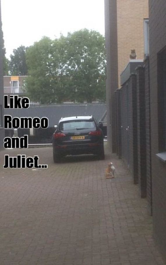 funny-pictures-549