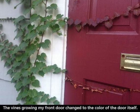 funny-pictures-550
