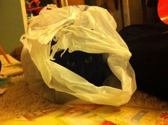funny-pictures-550