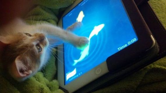 funny-pictures-550