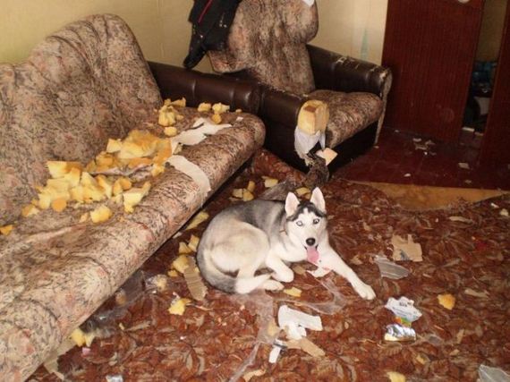 funny-pictures-550