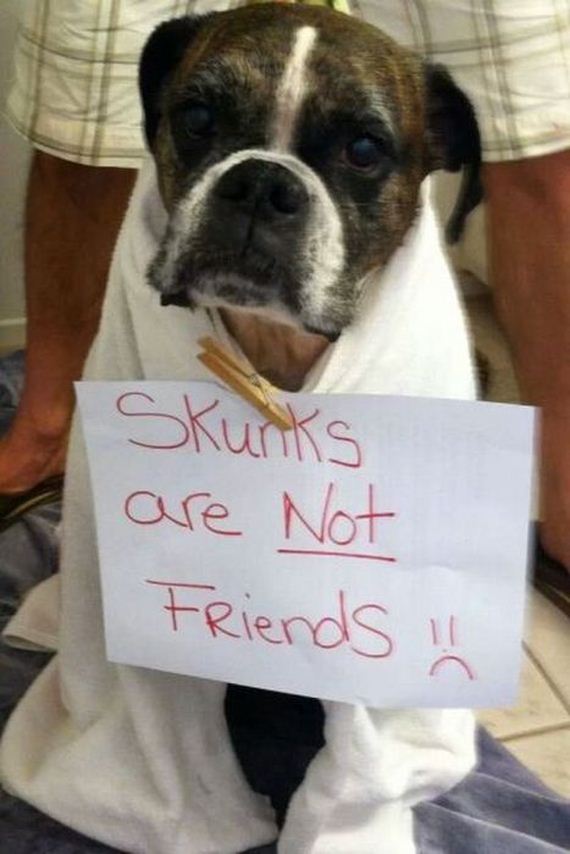 funny-pictures-551