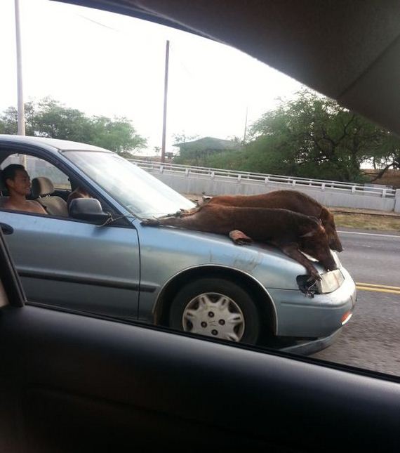 funny-pictures-551