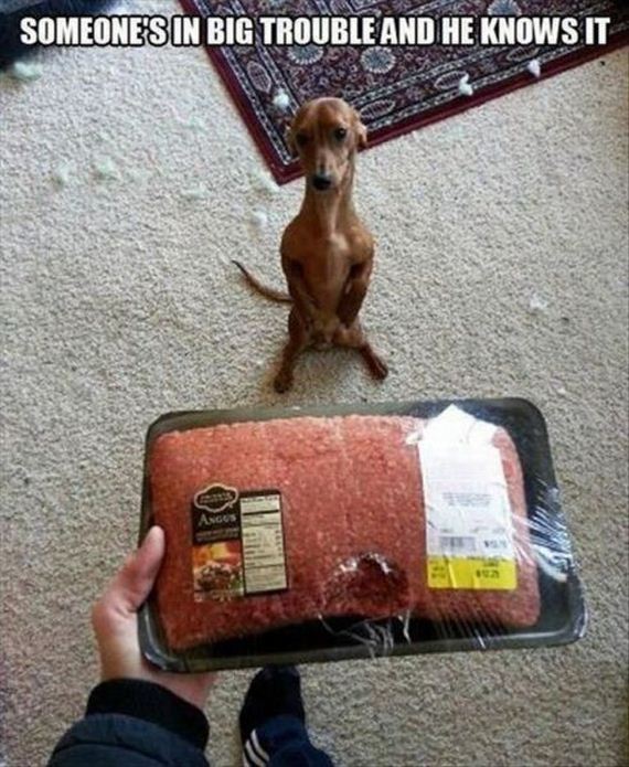 funny-pictures-552