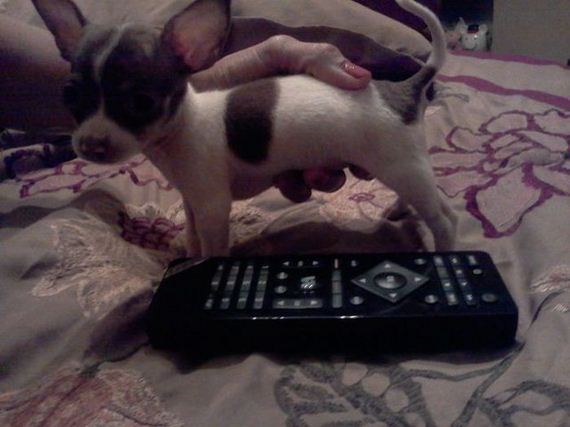 funny-pictures-552
