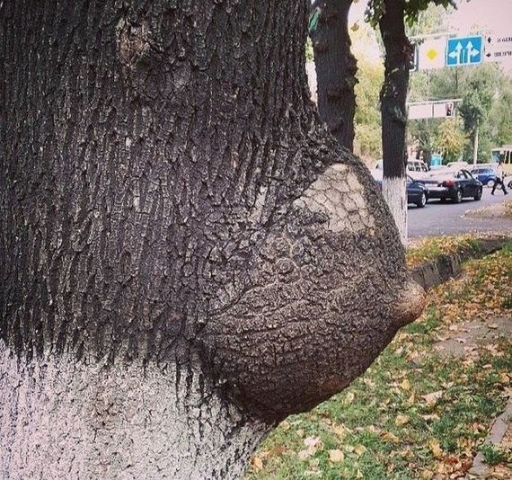 funny-pictures-553