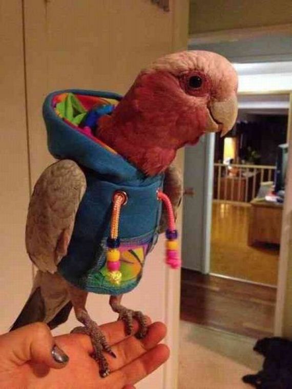 funny-pictures-554