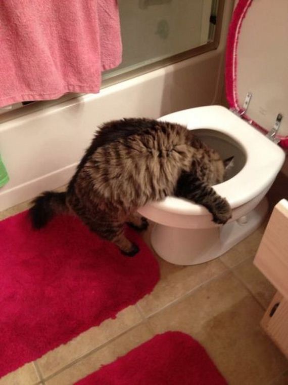 funny-pictures-554