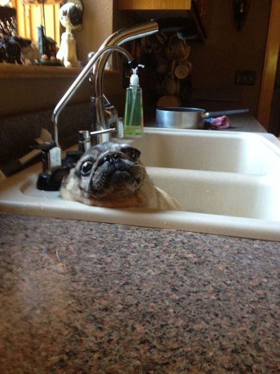 funny-pictures-554