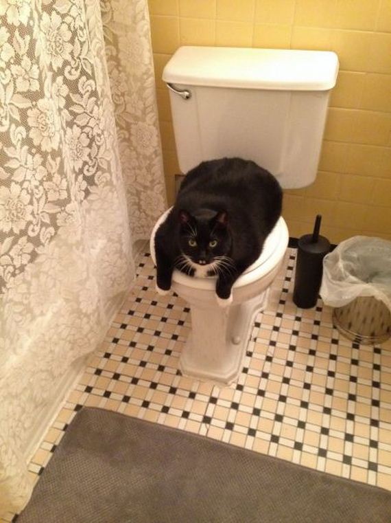 funny-pictures-554