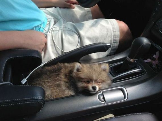 funny-pictures-554