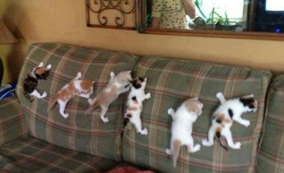 funny-pictures-555