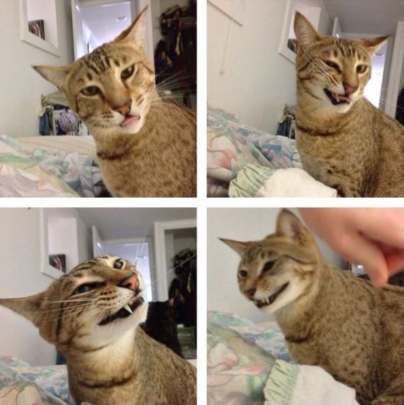 funny-pictures-555