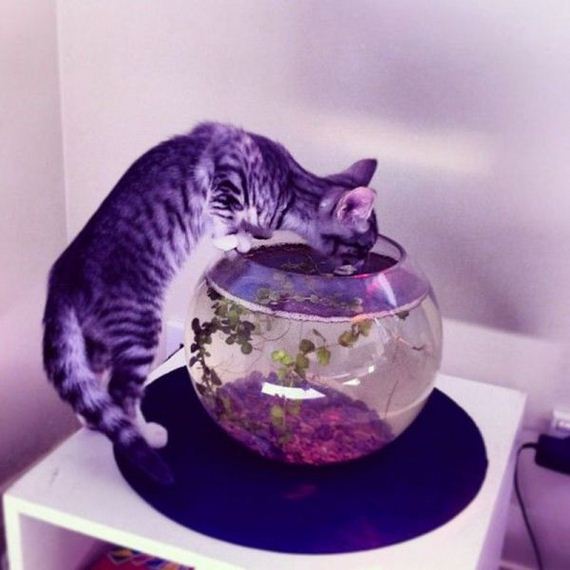 funny-pictures-555