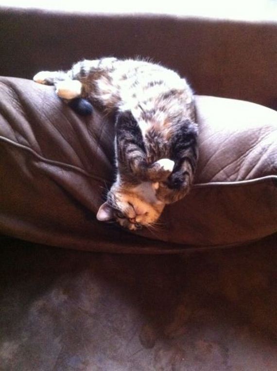 funny-pictures-556