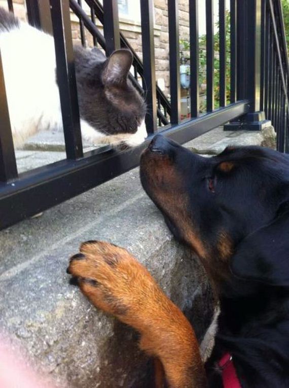 funny-pictures-556