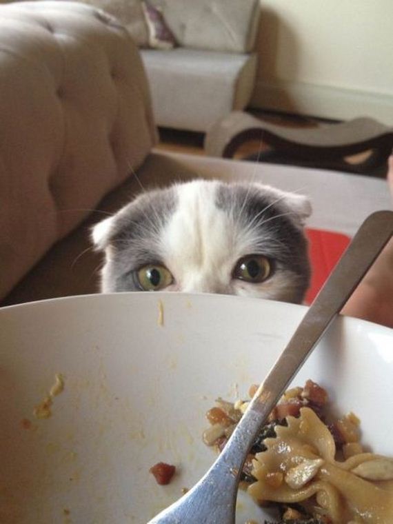 funny-pictures-556