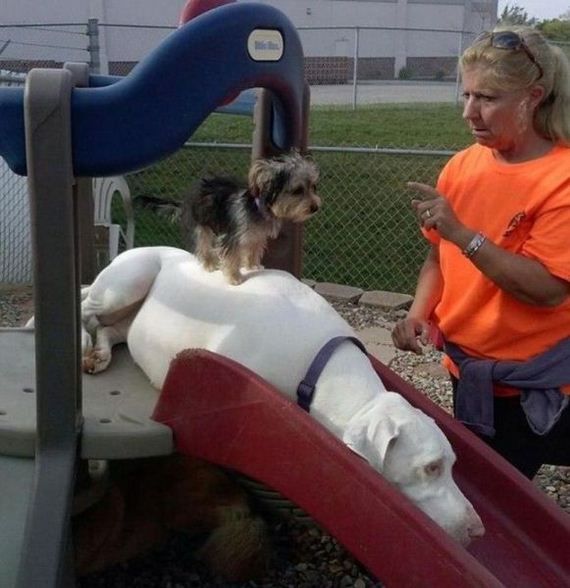 funny-pictures-556