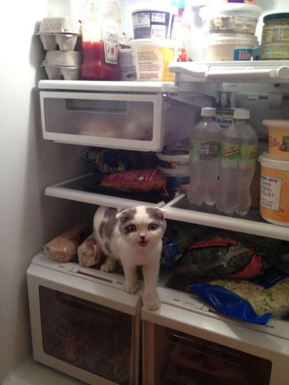 funny-pictures-556