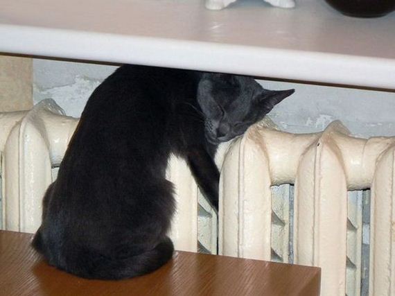 funny-pictures-556