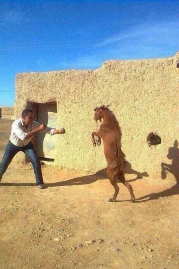 funny-pictures-556