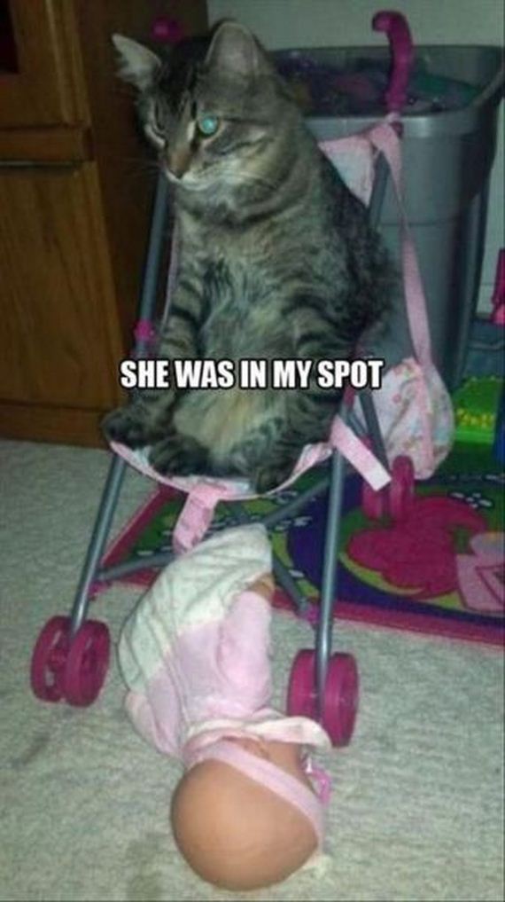 funny-pictures-557