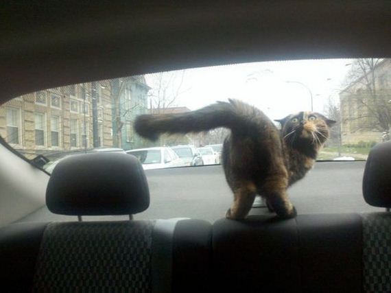 funny-pictures-557