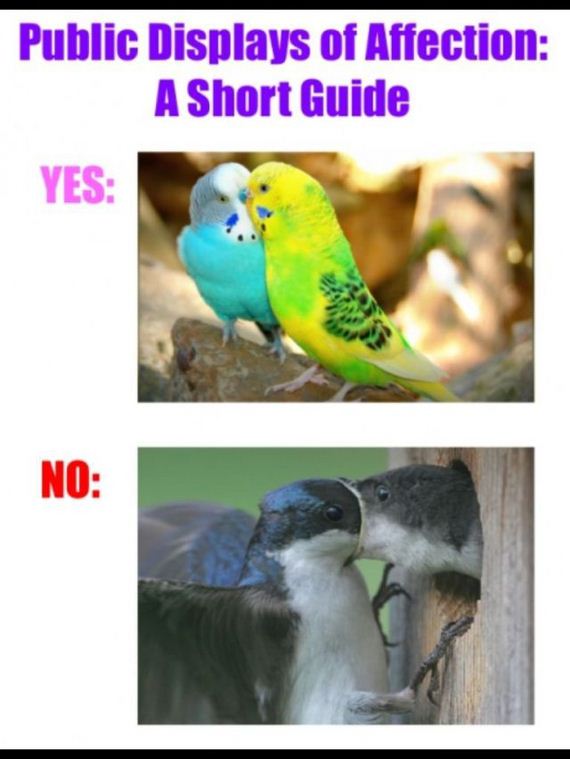 funny-pictures-558