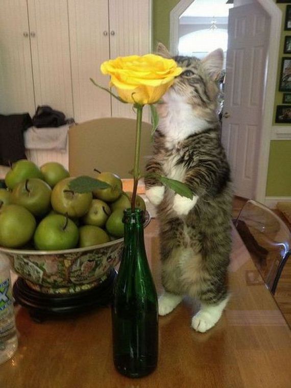funny-pictures-558