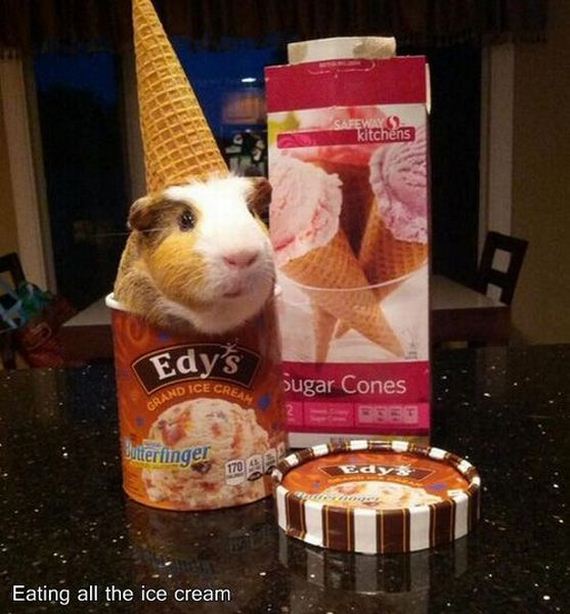 funny-pictures-558