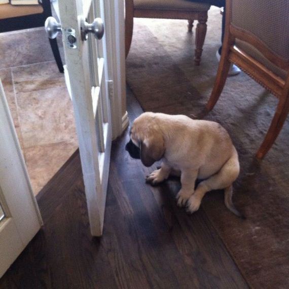 funny-pictures-558