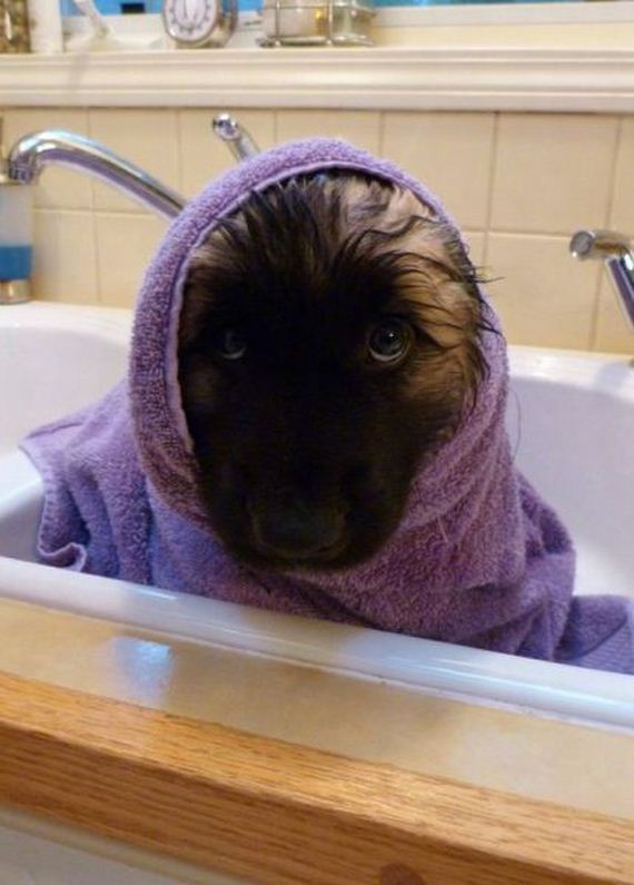 funny-pictures-558