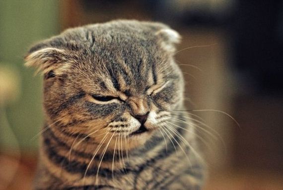 funny-pictures-559