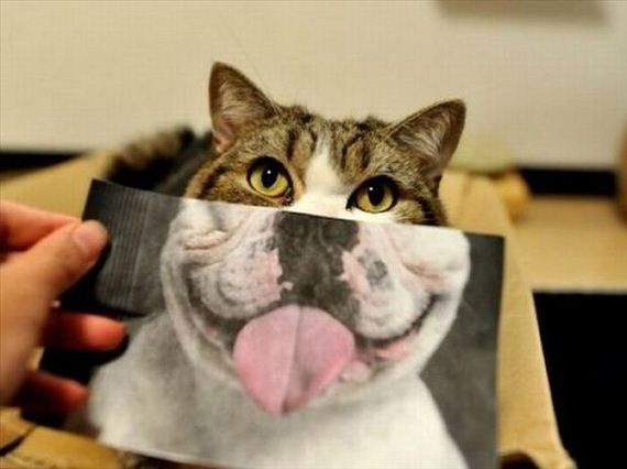 funny-pictures-559