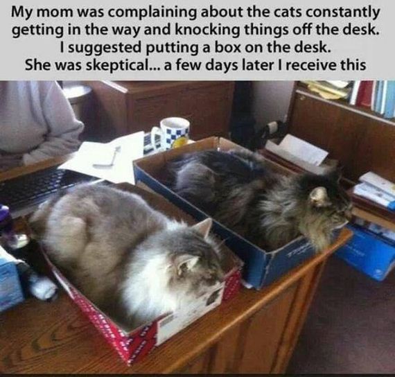 funny-pictures-560