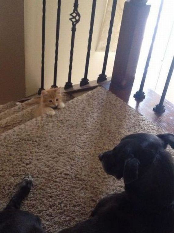 funny-pictures-560