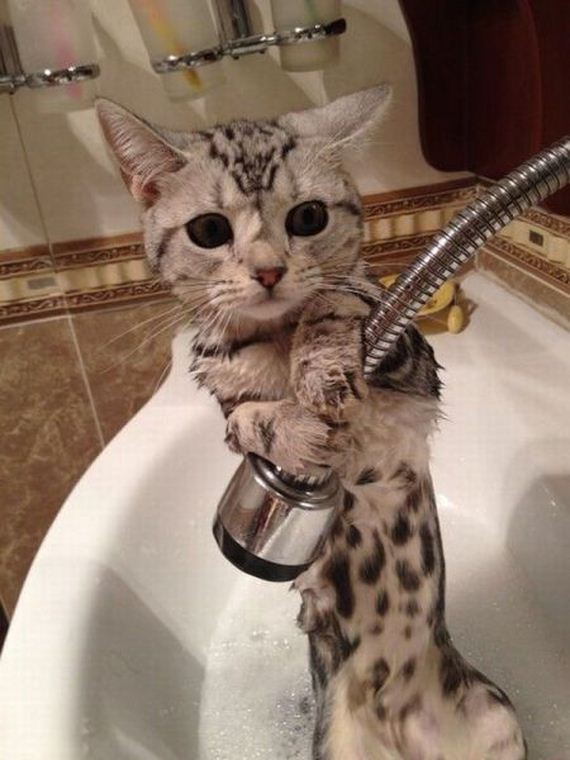 funny-pictures-560