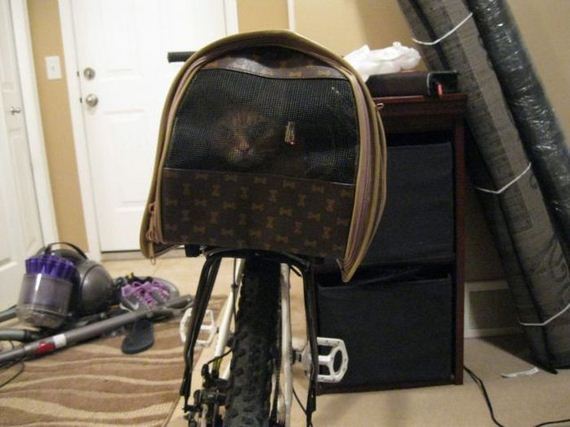 funny-pictures-560