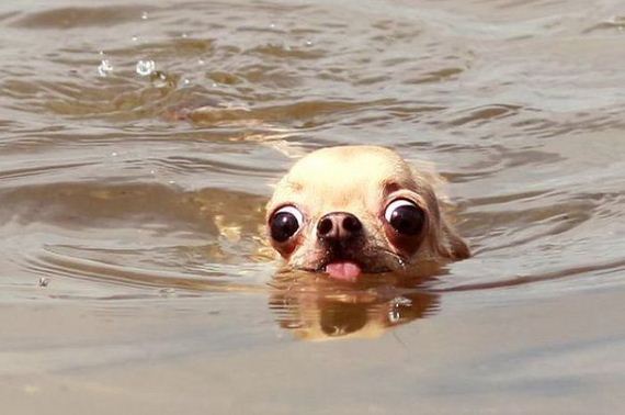 funny-pictures-560