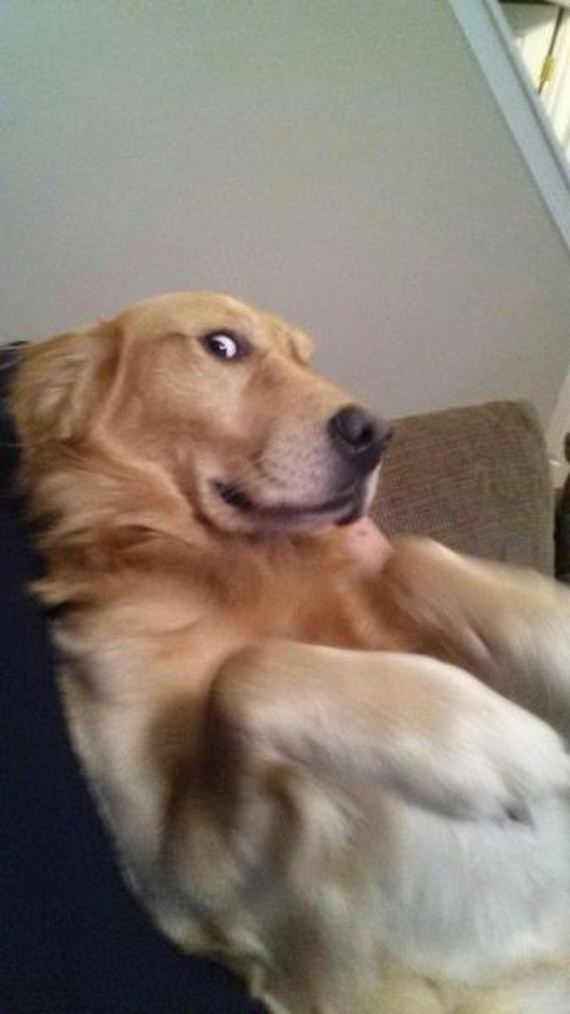 funny-pictures-561