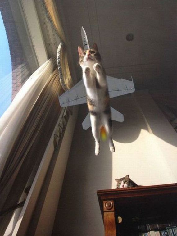 funny-pictures-561